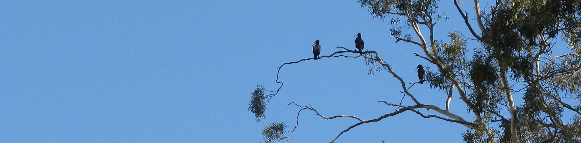 Cormoranes en el Azud del Menju. Cieza, Murcia (Autor: Ignacio Villanueva)