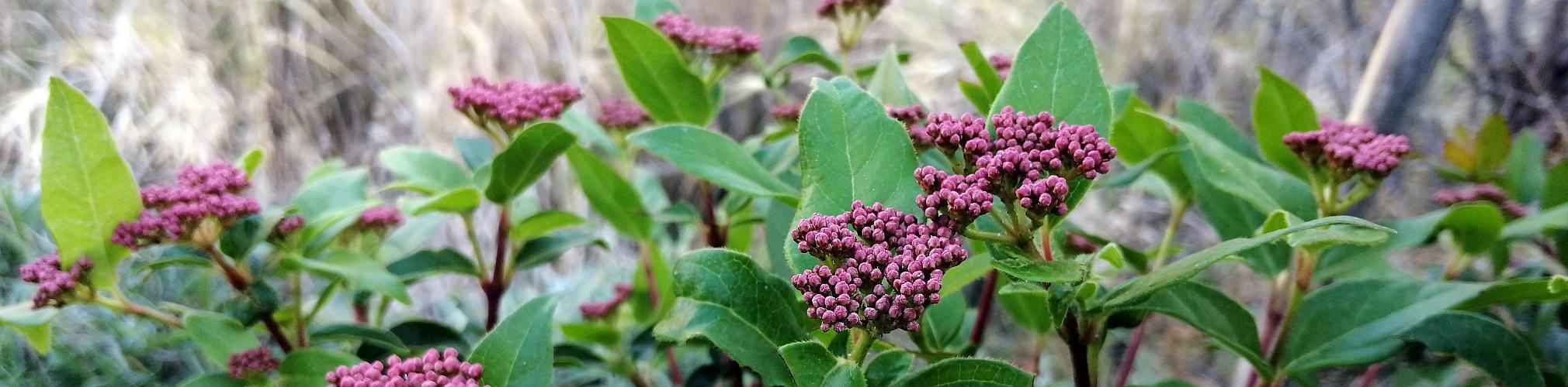 Durillo (Viburnum tinus). Bullas, Murcia (Autor: Lope Lorenzo)