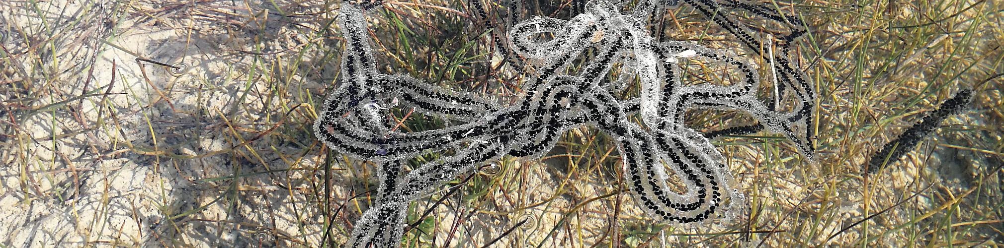 Puesta de sapo común (Bufo Bufo) en el Aceniche. Bullas, Murcia (Autor: Lope Lorenzo)