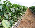 /descargas/informaciongeneral/comunicacion/noticias/img/2014-02-Febrero/20130301-FOTO-Invernadero-en-Campo-de-Cartagena.jpg?description=Pimientos%20en%20un%20invernadero%20en%20la%20cuenca%20del%20Segura