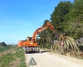 /descargas/informaciongeneral/comunicacion/noticias/img/2014-07-Julio/20140225-FOTO-Corte-palmeras-picudo-cauce-Segura.JPG?description=M%C3%A1quina%20desbrozadora%20eliminando%20una%20palmera%20afectada%20por%20el%20picudo%20en%20la%20mota%20del%20r%C3%ADo%20Segura
