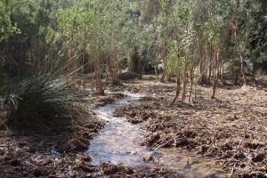 La Confederación Hidrográfica del Segura impulsa una jornada de voluntariado ambienta 